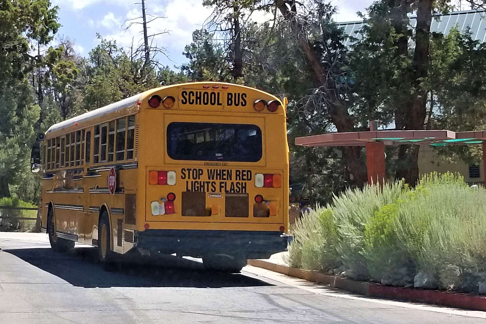 bus Yellow school bus parked near trees